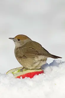Blackcaps: Blackcap - female - in the snow