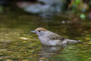 Atricapilla: Blackcap female water Blackcap adult female bathing Ger