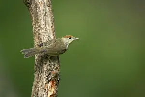 Blackcap: Blackcap - female in woodland