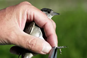 Blackcaps: Blackcap - having ring put on leg