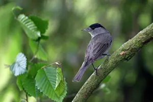 Blackcaps: Blackcap - male