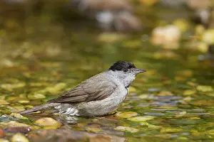 Atricapilla: Blackcap male bathing