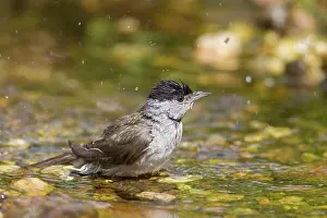 Atricapilla: Blackcap male bathing