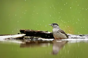 Blackcaps: Blackcap - Male bathing in forest pool