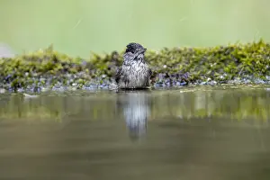 Blackcap: Blackcap - Male - Bathing - UK