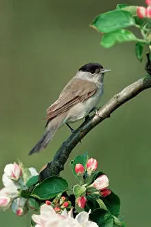 Blackcaps: Blackcap male on branch with apple blossoms