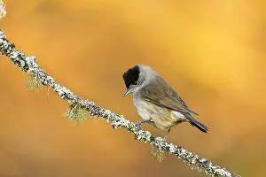 120219: Blackcap - Male - Cornwall - UK
