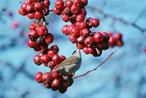 Nancy Jennings: BLACKCAP - male, eating winter berries