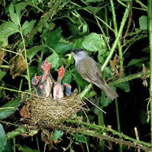 Blackcap: Blackcap - male feeding young at nest