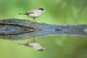 Blackcaps: Blackcap - male at forest drinking pool