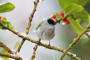 Blackcaps: Blackcap - male - on holly - winter