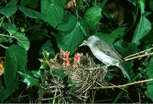 Father: BLACKCAP - male at nest with chicks begging