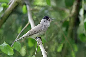 Blackcaps: Blackcap - male singing