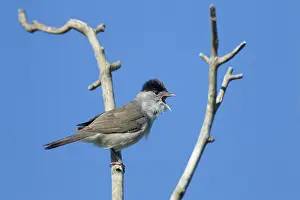 Blackcap: Blackcap - male singing in Spring
