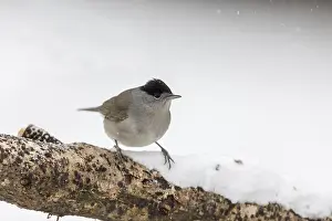 120219: Blackcap - Male - In Snow - Cornwall - UK