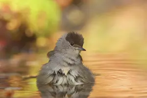Atricapilla: Blackcap male (Sylvia atricapilla) bathing in shallow