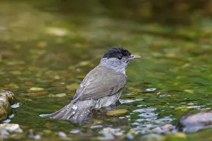 Blackcap: Blackcap male water Blackcap adult male bathing Germany