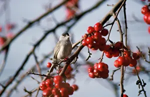 Nancy Jennings: BLACKCAP - male in winter