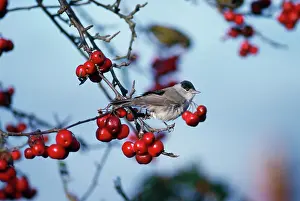 Nancy Jennings: BLACKCAP - Male, in winter