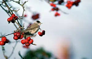 Berried: BLACKCAP - male in winter, perched in berried bush