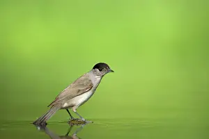 Blackcaps: Blackcap - Male at woodland drinking pool