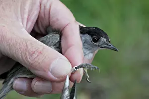Blackcaps: Blackcap - being ringed