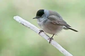 Blackcap: Blackcap swollen male