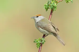 Atricapilla: Blackcap (Sylvia atricapilla), female, sitting on