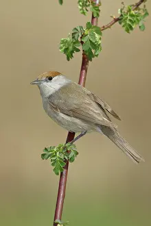 Atricapilla: Blackcap (Sylvia atricapilla), female, sitting o