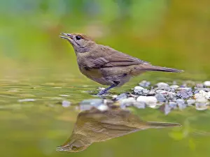 Atricapilla: Blackcap (Sylvia atricapilla), female standing in