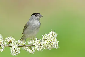 Atricapilla: Blackcap (Sylvia atricapilla), male, sitting on
