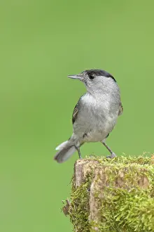 Atricapilla: Blackcap (Sylvia atricapilla), male, sitting on