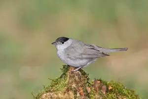 Atricapilla: Blackcap (Sylvia atricapilla), sitting on a tree