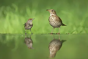 Philomelos: Blackcap threatning Song Thrush (Turdus philomelos)