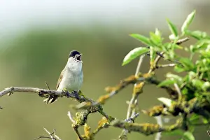 Blackcap: Blackcap Warbler - Male singing
