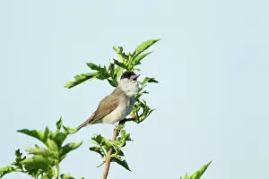 Blackcap: Blackcap Warbler - Male singing