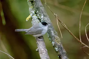 Blackcap: Blackcap - Winter male, January