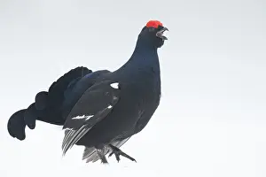 Sing: A blackcock calls during the Black Grouse (Lyrurus