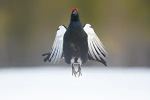 Lyrurus: A blackcock displays (Lyrurus tetrix) during the