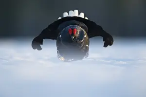 Lyrurus: A Blackcock (Lyrurus tetrix) approaches during the