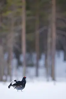 Lyrurus: A Blackcock (Lyrurus tetrix) walks along the edges