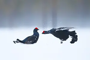 Lyrurus: Two Blackcocks fight during the Lek in Norway