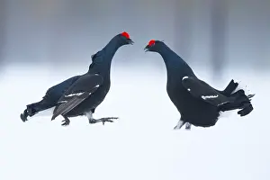 Lyrurus: Two Blackcocks (Lyrurus tetrix) fight during the