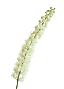 Racemosa: BlackCohosh
