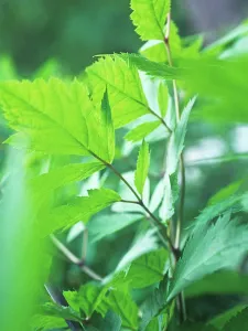 Racemosa: BlackCohosh
