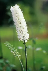 Racemosa: BlackCohosh