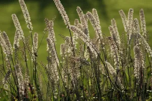 Screen: BlackCohosh