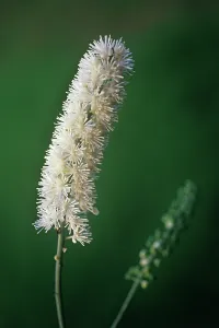 Racemosa: BlackCohosh