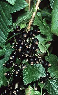 John Mason: BLACKCURRANT BUSH