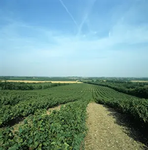 Kent: Blackcurrant crop